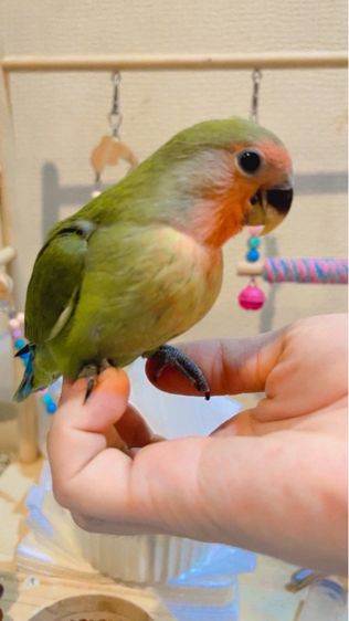 เลิฟยักLF หน้าเเดง เลือดร้อย รูปที่ 4