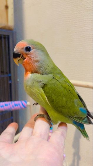 เลิฟยักLF หน้าเเดง เลือดร้อย