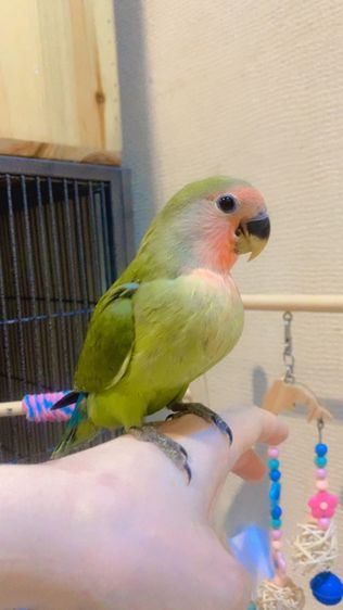 เลิฟยักLF หน้าเเดง เลือดร้อย รูปที่ 2