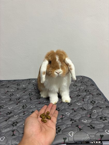 กระต่าย HOLLAND LOP