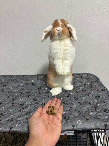กระต่าย HOLLAND LOP รูปที่ 2