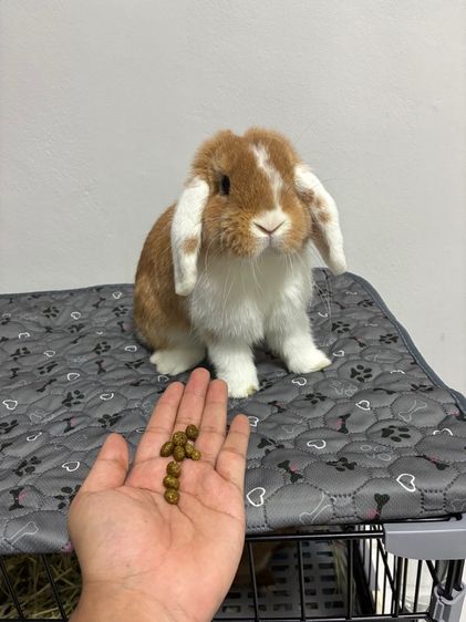 กระต่าย HOLLAND LOP รูปที่ 3