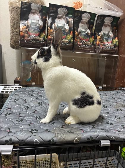 กระต่ายสายพันธุ์ Britania Pettite 