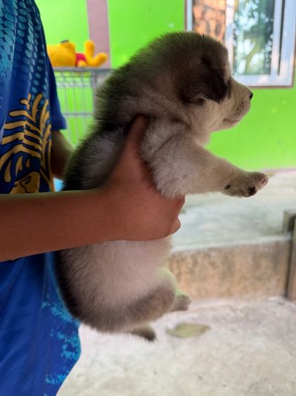 ไซบีเรียน ฮัสกี้ (Siberian Husky) รูปที่ 5