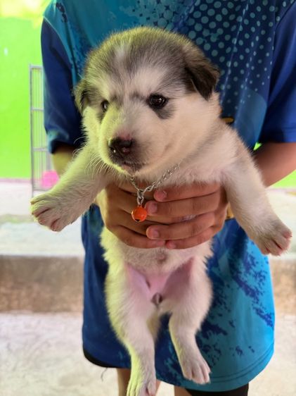 ไซบีเรียน ฮัสกี้ (Siberian Husky) รูปที่ 4