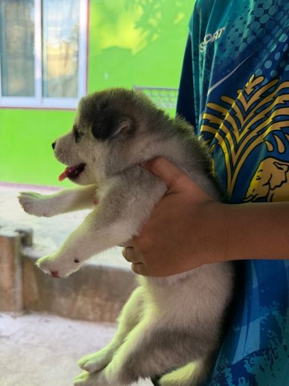 ไซบีเรียน ฮัสกี้ (Siberian Husky) รูปที่ 2