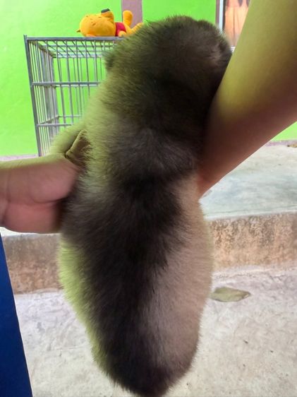 ไซบีเรียน ฮัสกี้ (Siberian Husky) รูปที่ 3