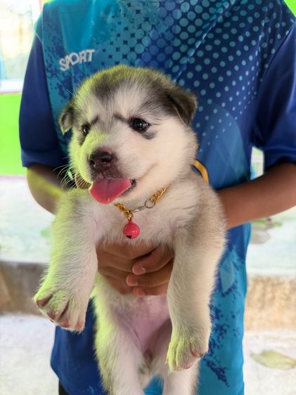 ไซบีเรียน ฮัสกี้ (Siberian Husky)