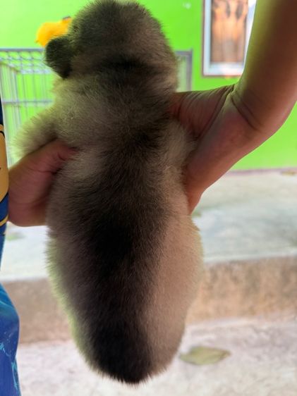 ไซบีเรียน ฮัสกี้ (Siberian Husky) รูปที่ 6