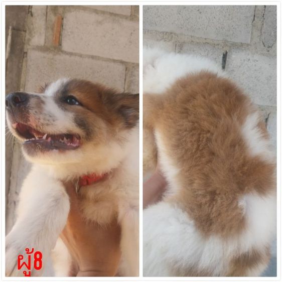 บางแก้ว (Thai Bangkaew Dog) บางแก้วแท้เพศผู้ ทำวัคซีนให้พร้อมใบเพ็คส่งฟรีกทม,ปริมณฑล