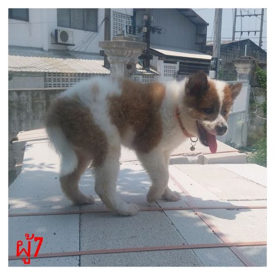 บางแก้วแท้เพศผู้ ทำวัคซีนให้พร้อมใบเพ็คส่งฟรีกทม,ปริมณฑล รูปที่ 4