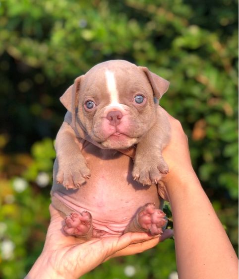 บูลลี่ รูปที่ 2