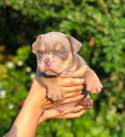 บูลลี่ (Bully) เล็ก บูลลี่