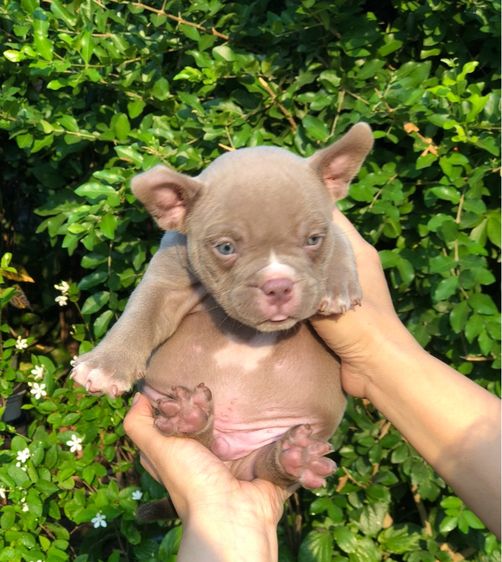 บูลลี่ รูปที่ 3