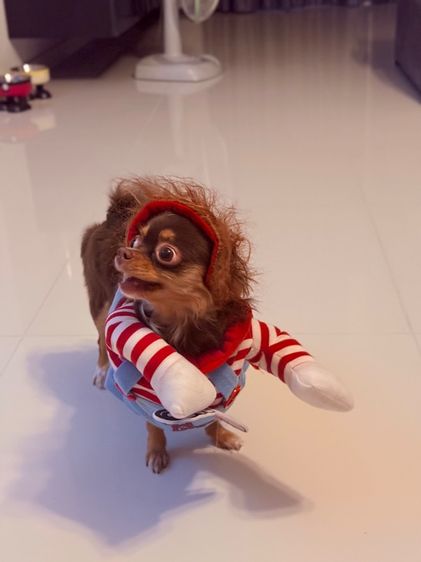 ชุดสุนัขชักกี้ รูปที่ 3