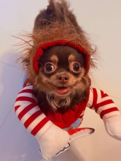 เสื้อผ้าและแฟชั่น ชุดสุนัขชักกี้