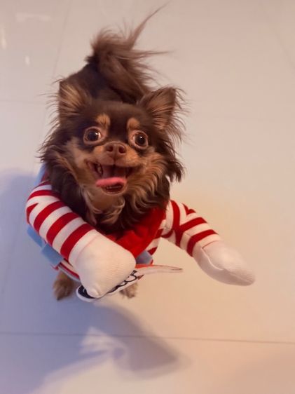 ชุดสุนัขชักกี้ รูปที่ 4