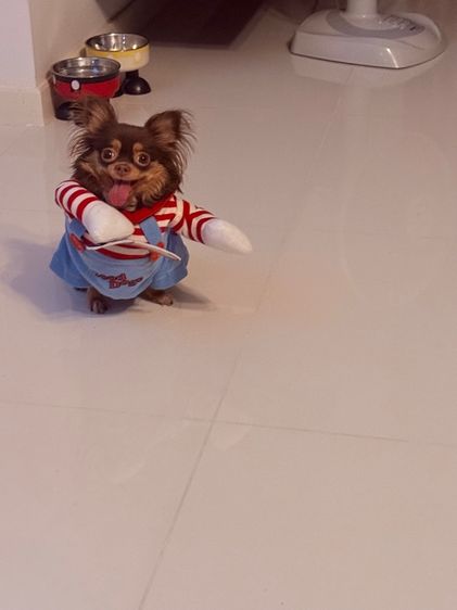 ชุดสุนัขชักกี้ รูปที่ 5