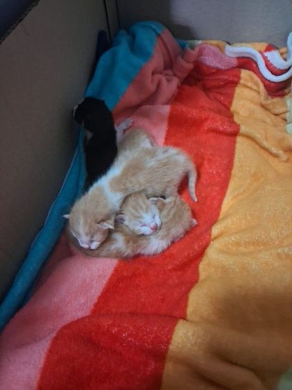อื่นๆ หาบ้านให้น้องๆ