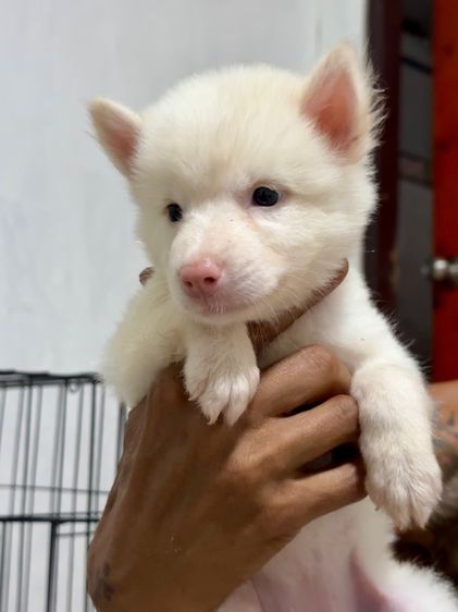 บางแก้วแท้ เพศหญิง