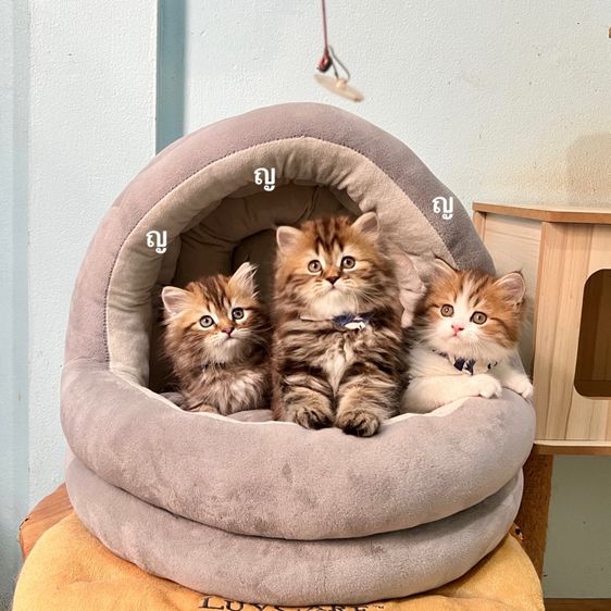 สก็อตติสโฟล รูปที่ 3