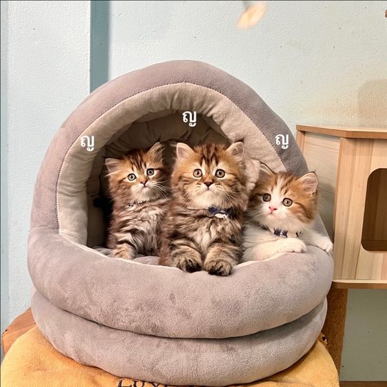 สก็อตติสโฟล รูปที่ 4