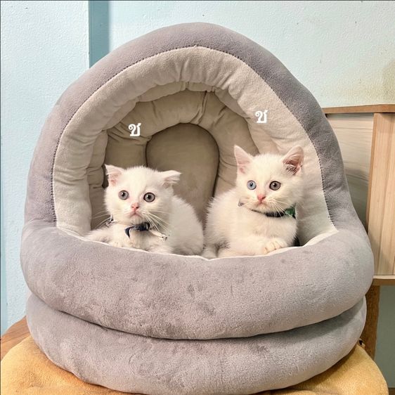 สก็อตติสโฟล รูปที่ 2