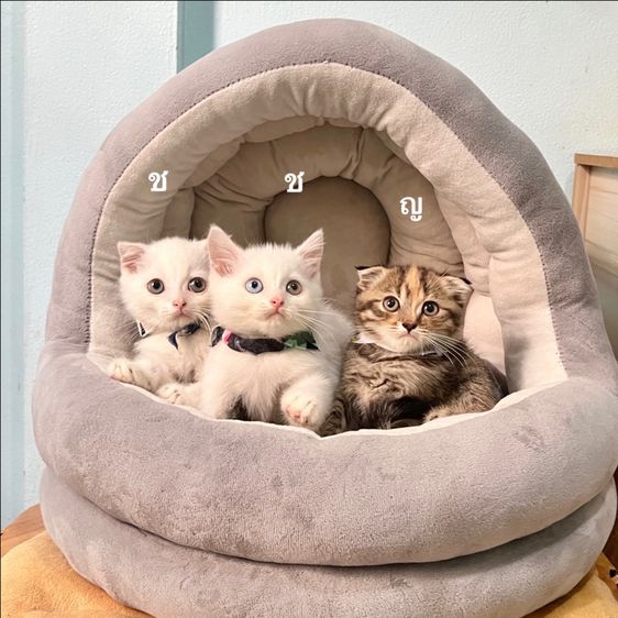 สก็อตติสโฟล รูปที่ 3