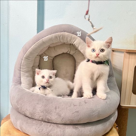 สก็อตติสโฟล รูปที่ 4