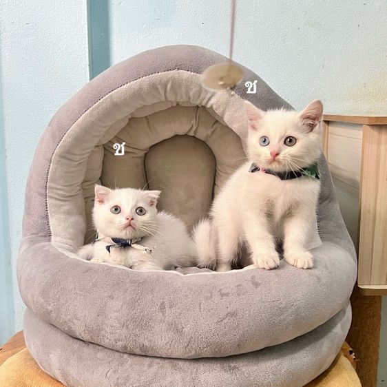 สก็อตติช โฟลด์ (Scottish Fold) สก็อตติสโฟล