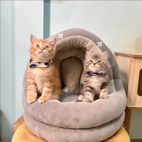 สก็อตติสโฟล รูปที่ 4