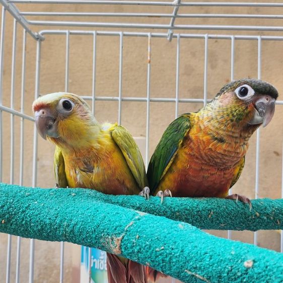 คู่ทำชันชีค รูปที่ 3