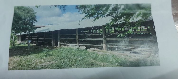 ให้เช่าโรงเรือนเลี้ยงวัวหรือให้เช่ารายปี รูปที่ 3