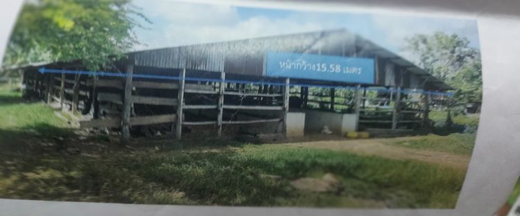 ให้เช่าโรงเรือนเลี้ยงวัวหรือให้เช่ารายปี รูปที่ 2