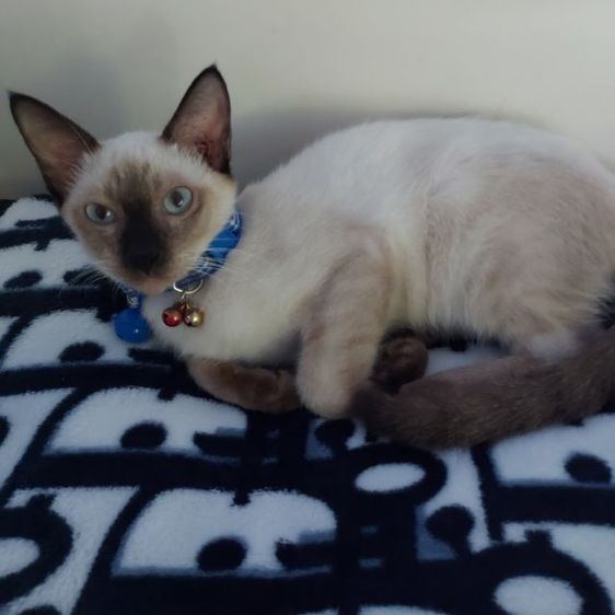 ขายแมววืเชียรมาศ แมวไม่ถึงปี เพศผุ้ ทำหมันแล้ว เลี้ยงอย่างดี แถม ถาดทราย ทราย อาหารแมวพร้อมกล่องใหญ่ ที่ฝนเล้บ ที่ตีก นิสียติดเจ้าของถ้าไดืไปเลี้ยงจะรัก เจ้าของขายเพราะมีความจำเป้น รูปที่ 6