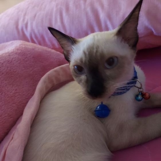 ขายแมววืเชียรมาศ แมวไม่ถึงปี เพศผุ้ ทำหมันแล้ว เลี้ยงอย่างดี แถม ถาดทราย ทราย อาหารแมวพร้อมกล่องใหญ่ ที่ฝนเล้บ ที่ตีก นิสียติดเจ้าของถ้าไดืไปเลี้ยงจะรัก เจ้าของขายเพราะมีความจำเป้น รูปที่ 5