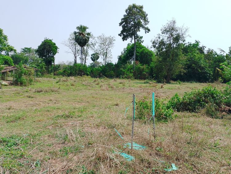 ที่ดินพิษณุโลก รูปที่ 2