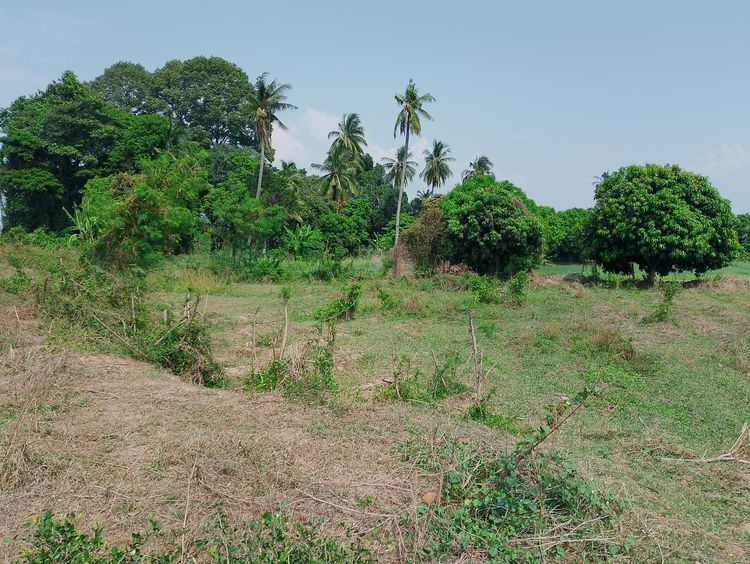 ที่ดินพิษณุโลก รูปที่ 4