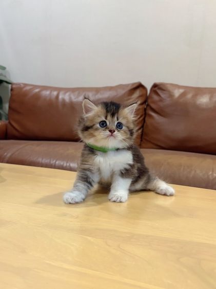 ลูกแมว Scottish Fold รูปที่ 4