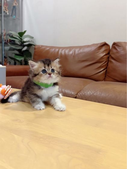 ลูกแมว Scottish Fold รูปที่ 5