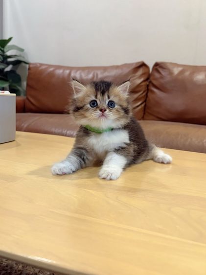 ลูกแมว Scottish Fold รูปที่ 6