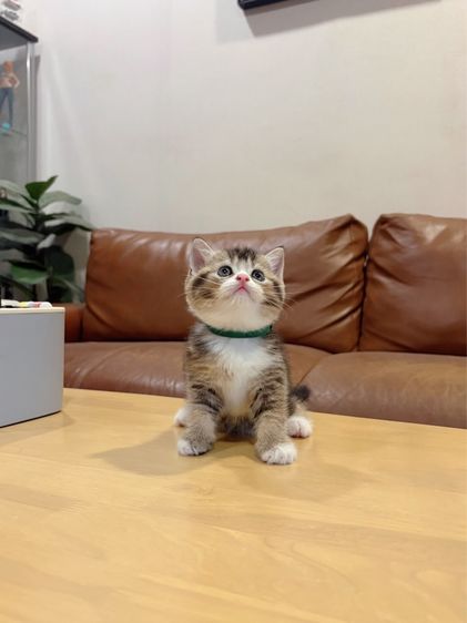 ลูกแมว Scottish Fold