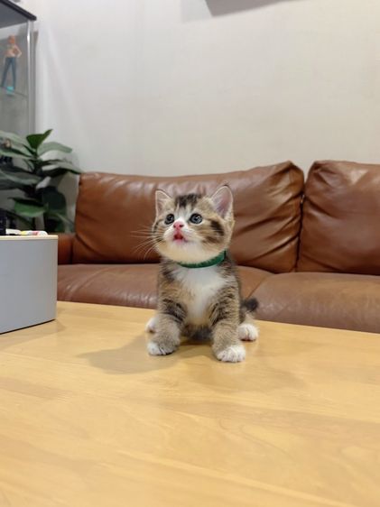 ลูกแมว Scottish Fold รูปที่ 2