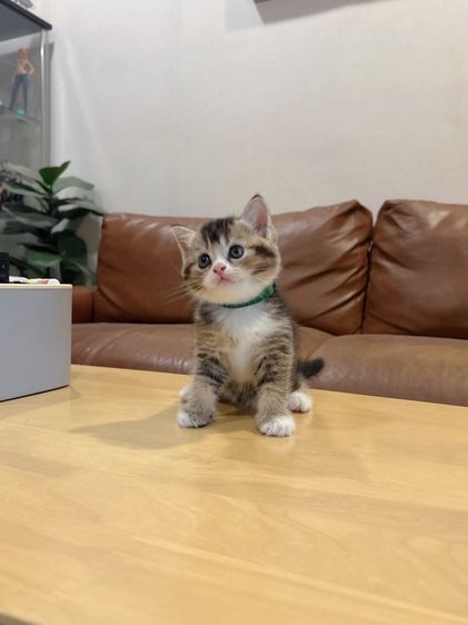 ลูกแมว Scottish Fold รูปที่ 4