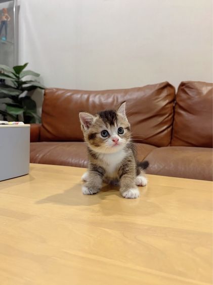 ลูกแมว Scottish Fold รูปที่ 3