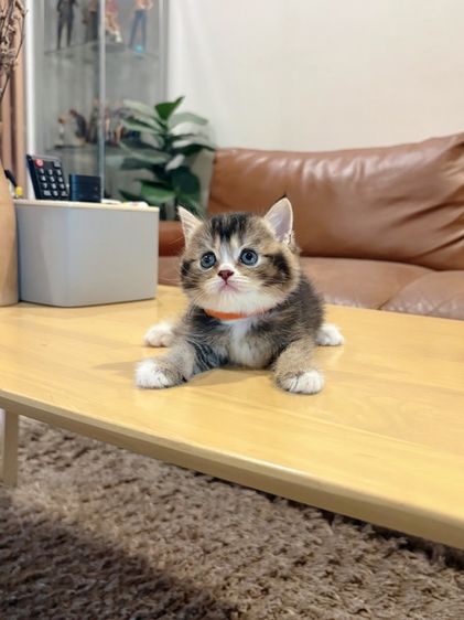 ลูกแมว Scottish Fold รูปที่ 4