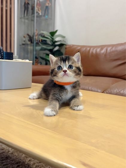 ลูกแมว Scottish Fold รูปที่ 2