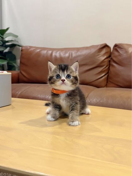 สก็อตติช โฟลด์ (Scottish Fold) ลูกแมว Scottish Fold