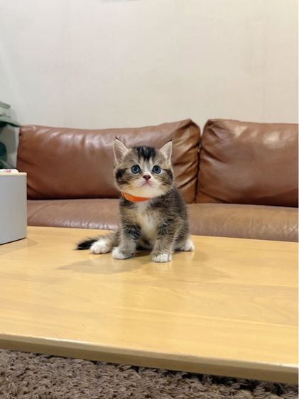 ลูกแมว Scottish Fold รูปที่ 3