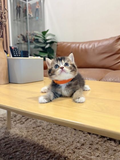 ลูกแมว Scottish Fold รูปที่ 6
